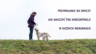 Jak nauczyć psa reagować na przywołanie z użyciem smyczy [upl. by Combs]