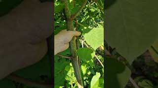 Japanese Knotweed Growing in Early June [upl. by Lurlene801]