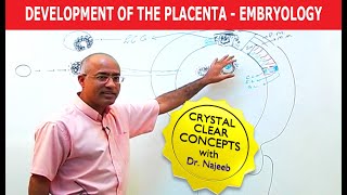 Development Of the Placenta  Embryology🩺 [upl. by Kerad606]