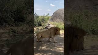 One of the Saba Bora lions in Utafiti Sametu Kopjes Serengeti 22072024 [upl. by Stone945]