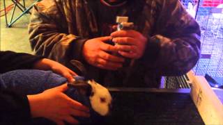 Tattooing rabbits ears with the Grand Champion tattoo kit  Jumping Jackalopes Rabbitry [upl. by Apollo575]