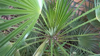 Chamaerops humilis Growth Rate 2019  2023 [upl. by Ermina710]