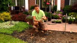 How to Plant Dahlias [upl. by Konstance]