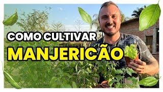 COMO CULTIVAR MANJERICÃO  Conheça 12 tipos diferentes dessa hortaliça [upl. by Aivan624]