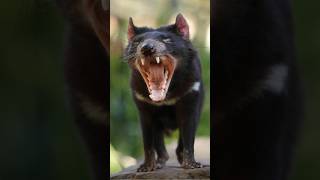 Tasmanian Devil Revealed 🔊 The Worlds Most Feared Marsupial shorts wildlife tasmaniandevil [upl. by Luapnaej]