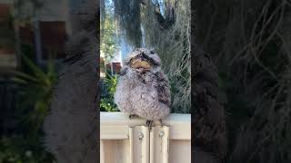 Australian Baby tawny frogmouth owl 🦉 [upl. by Selma]