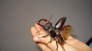 FLYING Stag Beetle  Fliegender Hirschkäfer  Lucanus cervus cervus [upl. by Tnecniv]