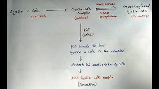 Cyclin and cdk Positive regulators of Cell Cycle cellcycle cellcycleandcelldivision [upl. by Pacificia]