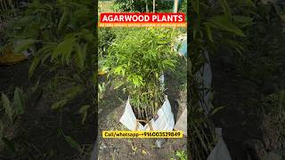 Agarwood plants  Agarwood tree price in Assam Agarwood plant price agarwood agarwood farming [upl. by Annairol30]