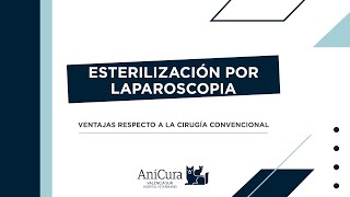 Ventajas de la Esterilización por Laparoscopia o Mínima Invasión en Animales [upl. by Eixid]