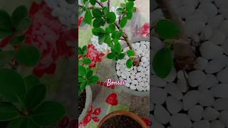 bonsai training 😍subscribe bonsai shorts viral [upl. by Rihaz]