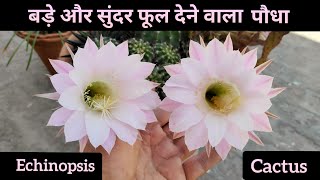 How to care Echinopsis cactus Top Flowering cactus shampys garden [upl. by Anat]