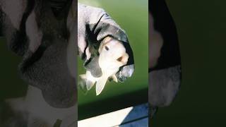 Atlantic Croaker croaker youtubeshorts fishing fish bait baitfish bassfishing youtube [upl. by Shandy46]