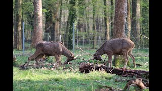 Hirsche im Wildgehege im Karlsruher Oberwald [upl. by Gemmell]