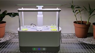 Growing Dwarf Micro Tomatoes in an Aerogarden [upl. by Murial]