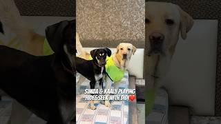 My Dogs Playing HideampSeek ❤️🐾 doglover ytshorts dogshorts minivlog pets [upl. by Iridissa]