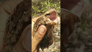 baby nightjar bird birds wildlife nature nightjar bird [upl. by Sallad]