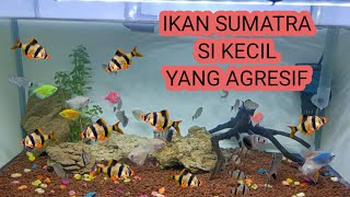 IKAN SUMATRA  TIGER BARB IKAN HIAS AIR TAWAR YANG CUKUP AGRESIF [upl. by Appel967]