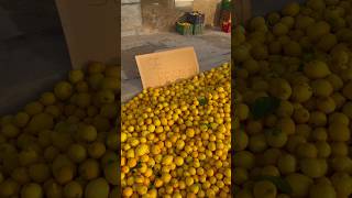 Los limones que regalaban ya no queda ni uno [upl. by Pietrek]