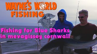 Blue Shark Fishing in mevagissey cornwall [upl. by Buhler]