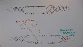 Réplication de lADN  1 Déroulement général [upl. by Rosenblum]
