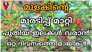 മുളക് കാട് പോലെ വളരും  Kanthari mulaku krishi in malayalam  Pachamulaku krishi tips  Prs Kitchen [upl. by Dnomrej]