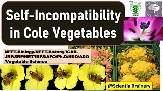 Self incompatibility in Brassica VegetablesSelf incompatibility typesplant breedingNEETICARNET [upl. by Kachine813]