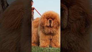 Tibetan Mastiff Price How Much Do They Cost [upl. by Sadiras]