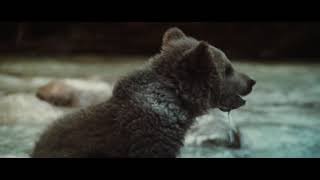 The Bear  Lours trailer [upl. by Yolanthe]