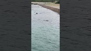 Bullock Island at Lakes Entrance  seals splashing about and playing fishing fish shorts [upl. by Alaunnoif]