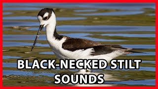 Blacknecked Stilt Calls [upl. by Anul122]