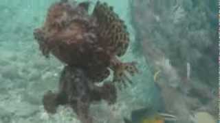 Striated Frogfish Mating [upl. by Hertzog]