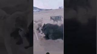 Mastiff 🔥vs🔥 Wolf Gang animals wildlife shortsvideo shortsfeed viralvideo shorts [upl. by Marozas946]