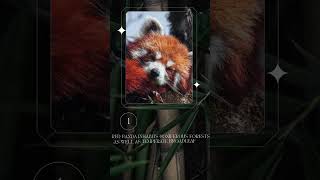 Red panda 🦊 habitat nature [upl. by Rimahs]