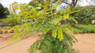 Abrus precatorius Rosary pea [upl. by Enuj]