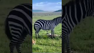 Mother zebra 🦓 trying to rescue her Foal wildlifesaudiarabiadisneytravel vlogviralvideo [upl. by Serles880]