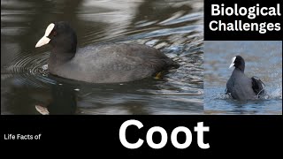 Coot [upl. by Meraree780]