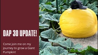 DAP 30 Update Giant Pumpkin Growing [upl. by Selrac]