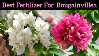 बस एक चुटकी खाद Bougainvillea को फूलों से भर देगी Bougainvillea plant care n fertilizer [upl. by Yeltihw105]