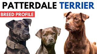 Patterdale Terrier Breed Profile History  Price  Traits  Patterdale Terrier Grooming Needs [upl. by Naples]