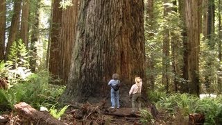 Magnificent Ancient Redwood Forest  Long Version  near Crescent City California [upl. by Zilber]