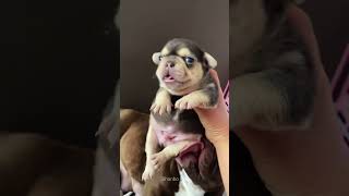 Mother Dog Cleaning Her Puppy shorts puppyvideos puppy [upl. by Mcevoy]