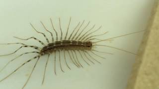 ID  Scutigera coleoptrata  The Deadly House Centipede [upl. by Otsedom]