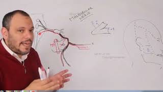 Mandibular Nerve anatomy for dental students [upl. by Geraldina]