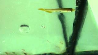 Baby Arowana  Tiny 25 inches [upl. by Occir21]