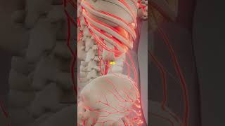 Bone Basics Your Frame Explained [upl. by Hofstetter]