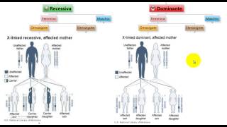 Test Medicina  Malattie XLinked Recessive e Dominanti in omozigosi [upl. by Aynav]