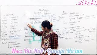 Pteridophyta Equisetum Part1 BScI Year amp MSc By Gunjan Maam Nscc Bio Hub [upl. by Paderna]