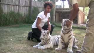 Cute White Tiger Cubs 5 months old [upl. by Kelley]