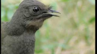 Attenborough the amazing Lyre Bird sings like a chainsaw Now in high quality  BBC Earth [upl. by Amatruda]